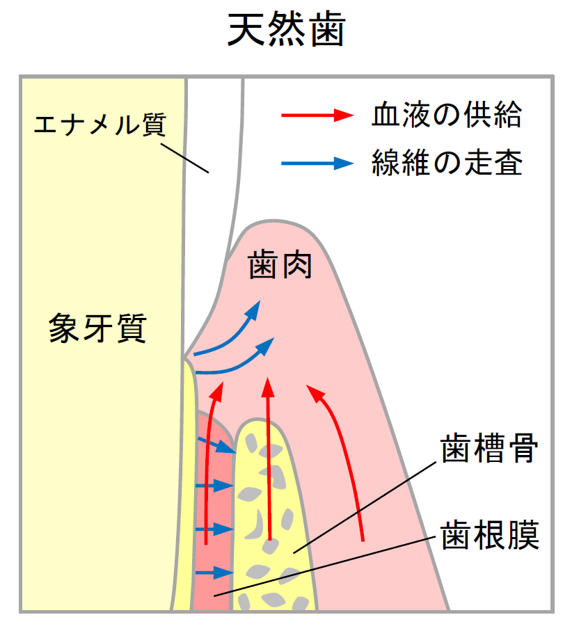天然歯の歯肉、歯槽骨、歯根膜の関係図